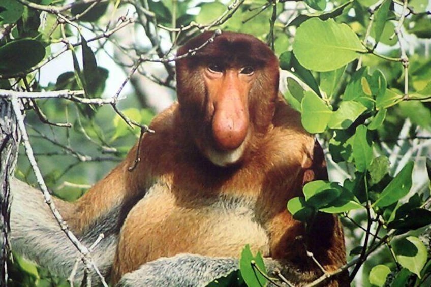 Proboscis Monkeys