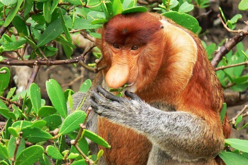 Proboscis Monkeys