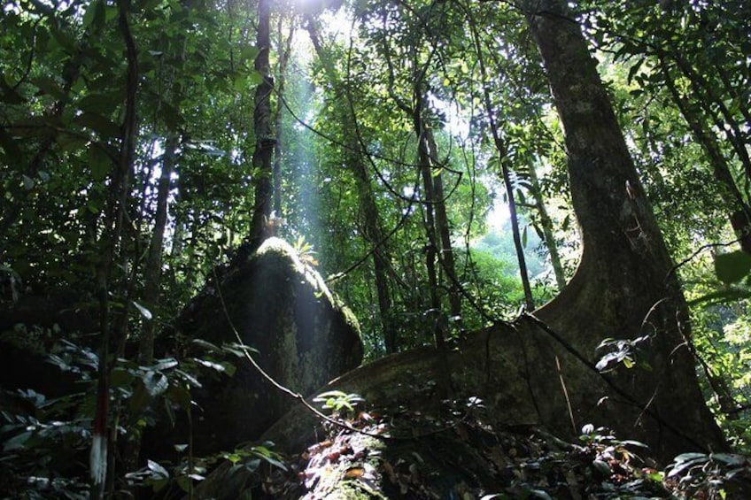 Gunung Gading National Park Tour