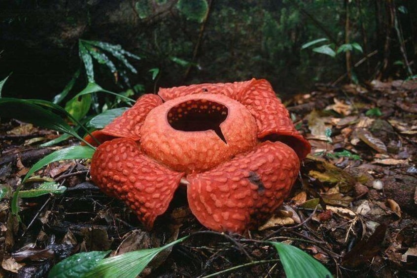 Rafflesia 