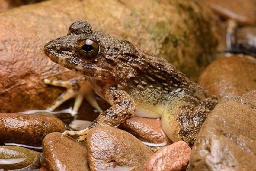 Frog could be seen around the Taman Negara