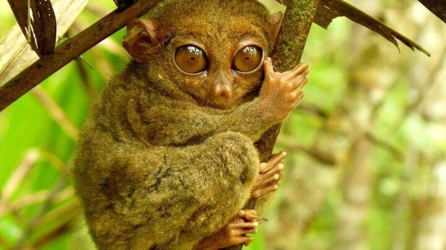 Meet the smallest primate on earth!