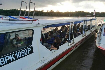 Twinkling Kuala Selangor Firefly Boat Tour from Kuala Lumpur