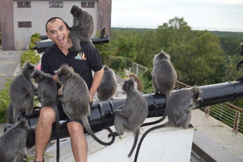 Friendly Monkeys at Bukit Melawati