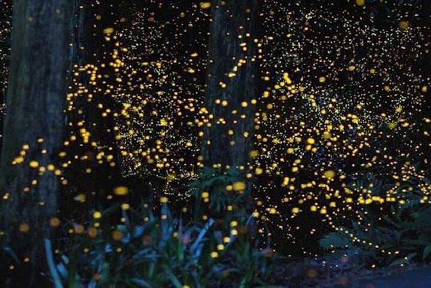 Fireflies glittering during the night