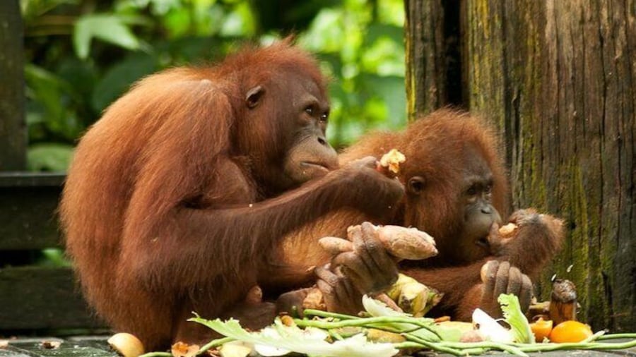 Orang Utans the endangered species