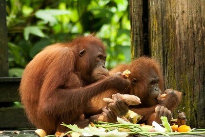 Orang Utan Island and Perak Tong Cave From Kuala Lumpur