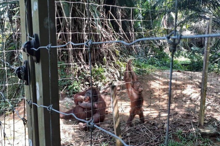 Orang Utans relax around