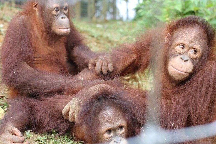 Orang Utans that being take care of