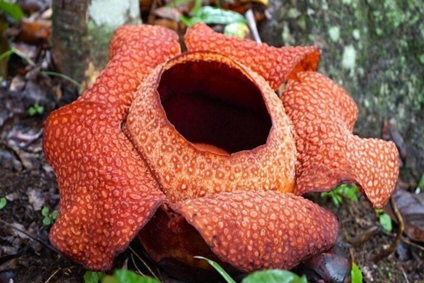 The Rafflesia big flower