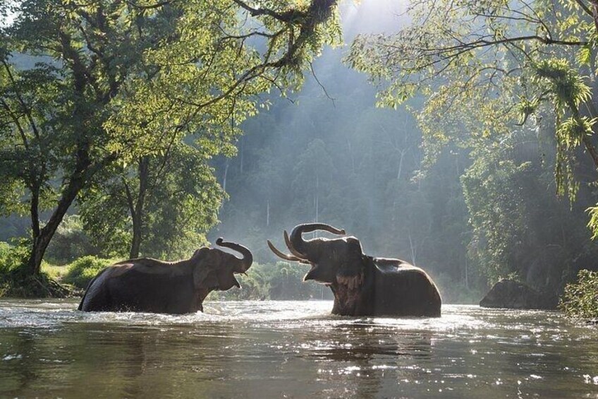 Elephant Sanctuary