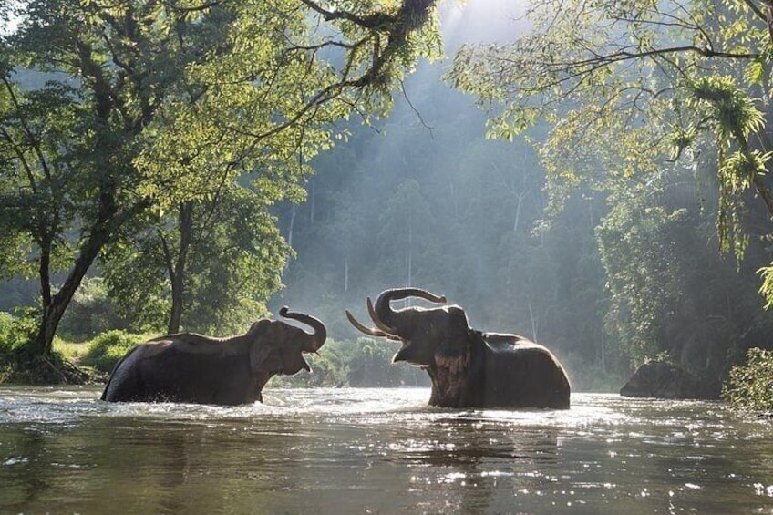 Elephant Sanctuary
