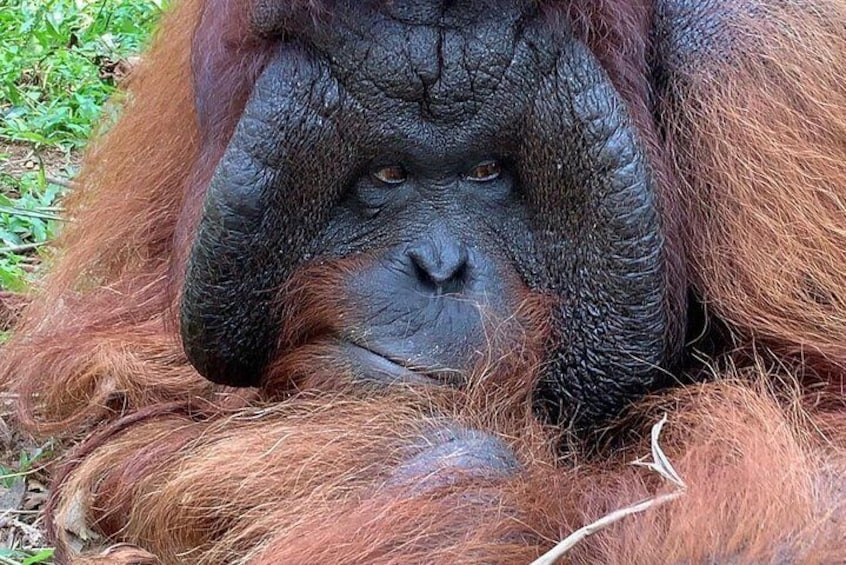Endangered Orang Utan Species could be found 