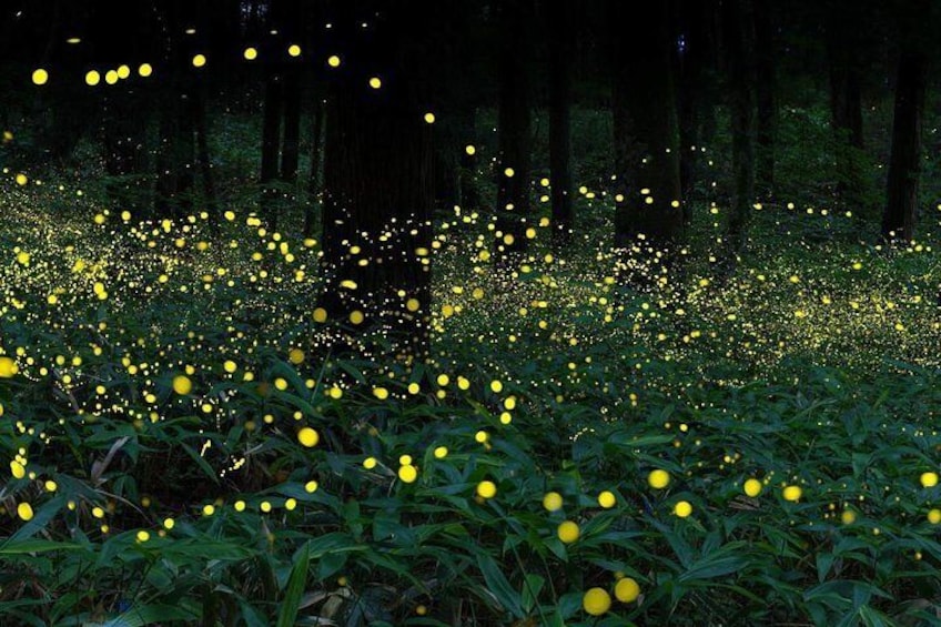 Glorious & glistening fireflies along mangrove swamps