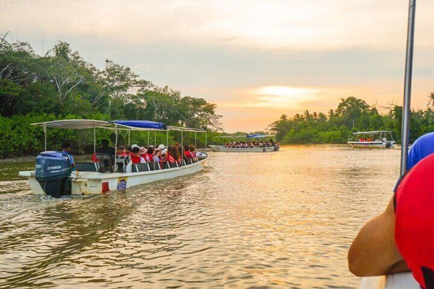 Cruising down on an open boat down the river through the mangrove forest reserve leads you to experience wildlife sightseeing