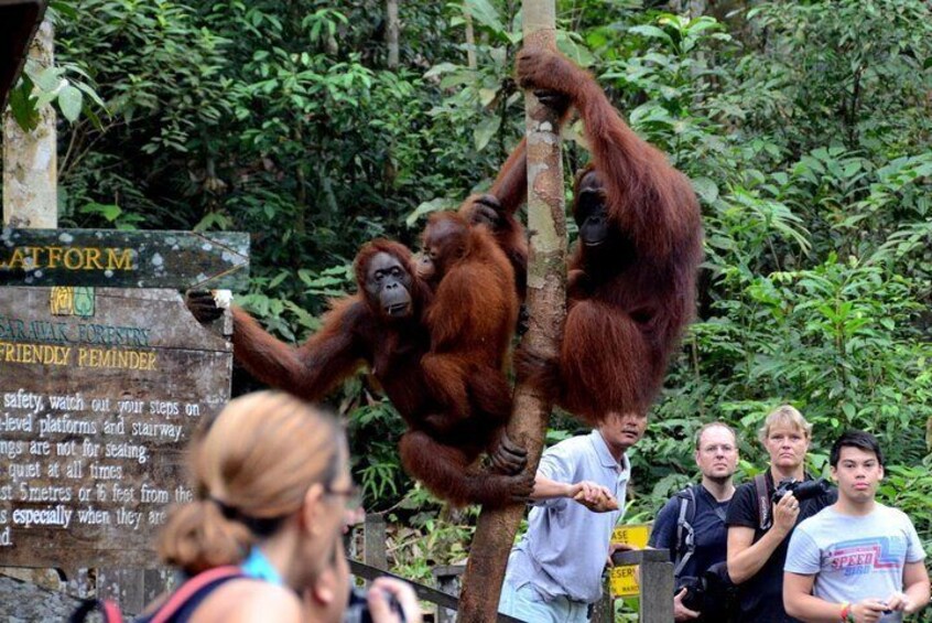 Marvellous Creature Orangutan : Sarawak Semenggoh Wildlife Centre Tour