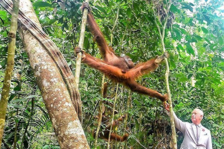 Marvellous Creature Orangutan : Sarawak Semenggoh Wildlife Centre Tour