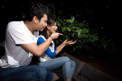 The Amazing Kuala Selangor Fireflies Tour with Seafood Dinner