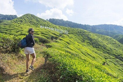 Garden of Nature - The Fascinating Cameron Highlands Private Full Day Tour