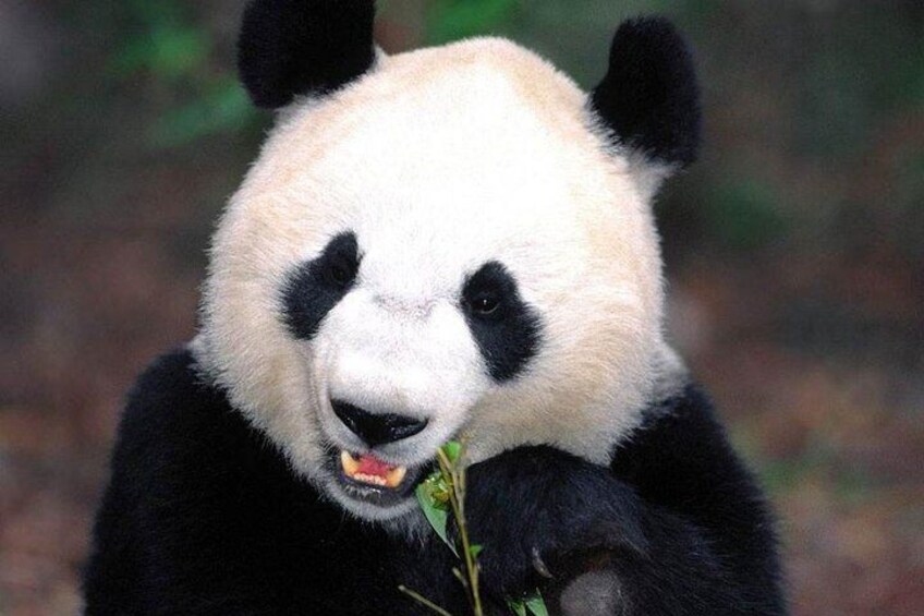 Private tour to Panda Base and Cooking class in Chengdu
