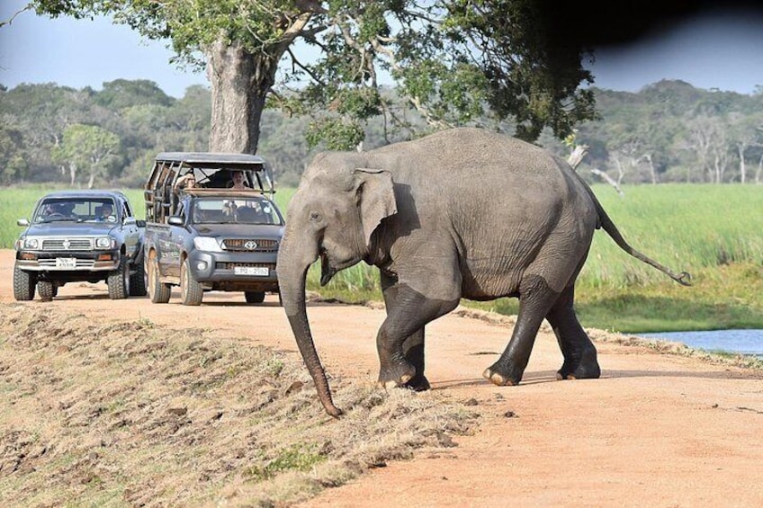 Wilpattu Safari Drive From Trincomalee, Nilaveli & Suburbs