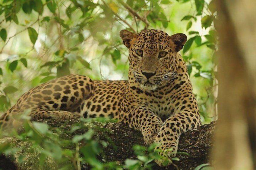 Wilpattu Safari Drive From Trincomalee, Nilaveli & Suburbs