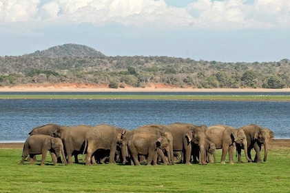 Minneriya Elephant Safari Drive From Trincomalee