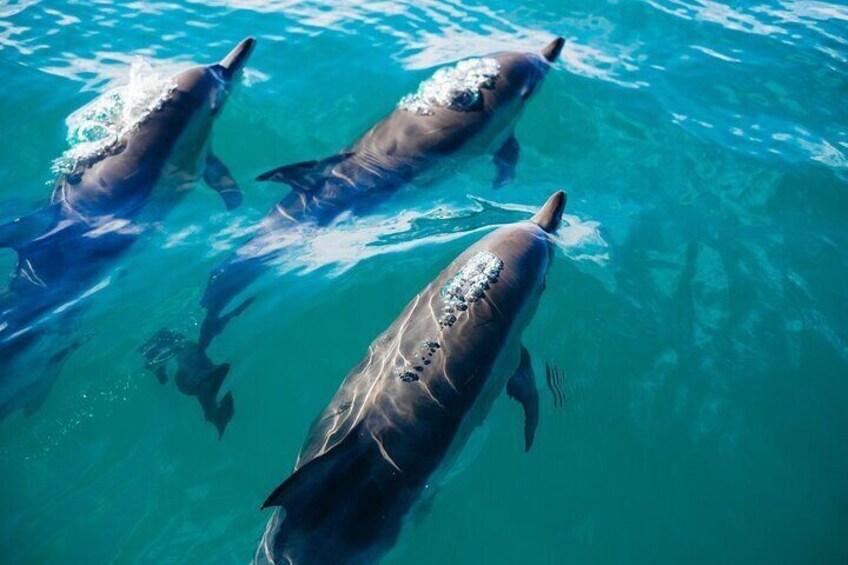 Whale & Dolphin Watching Trincomalee