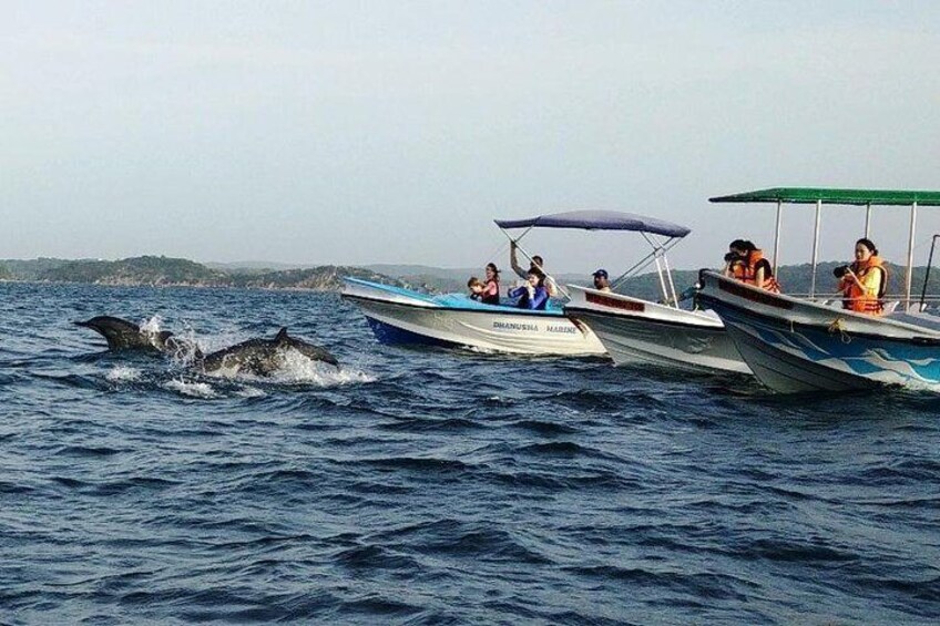 Whale & Dolphin Watching Trincomalee 