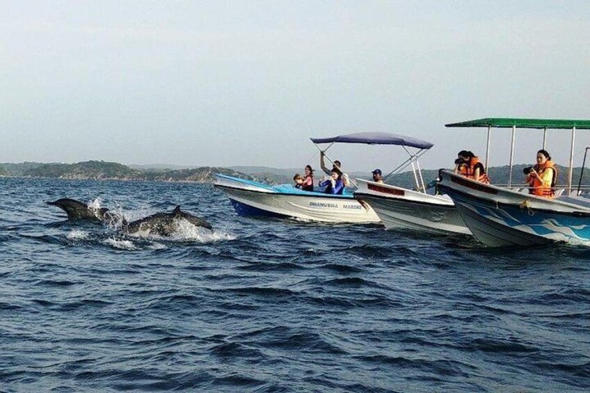 Whale & Dolphin Watching Trincomalee