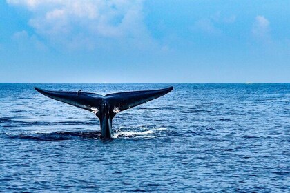 Avistamiento de ballenas y delfines Trincomalee