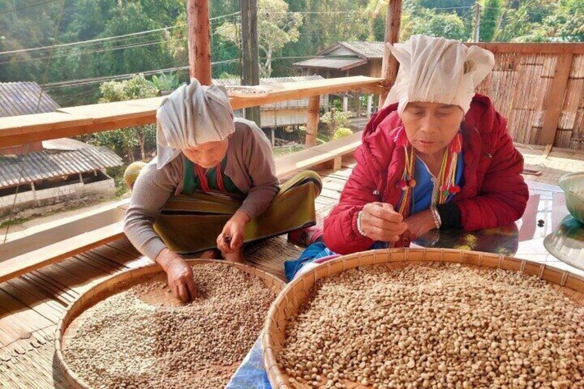 Visit hill tribe's coffee roaster house