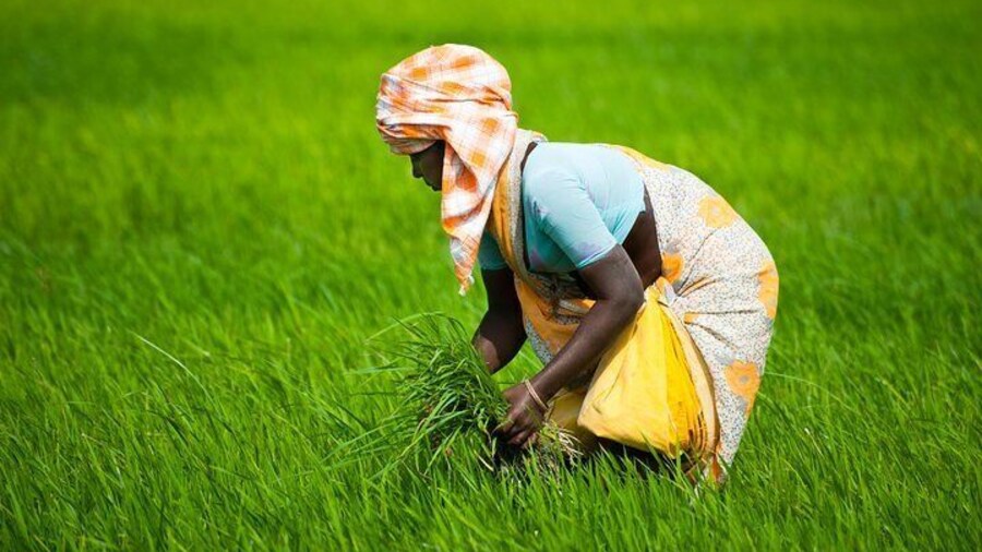 Village Tour around Mahabalipuram