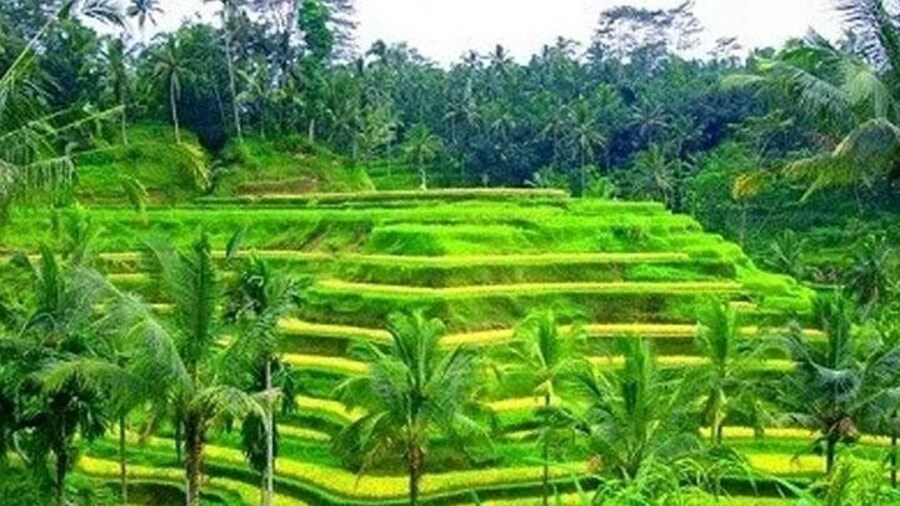 Bali Best Sightseeing Ubud Village Overview Volcano and Rice View