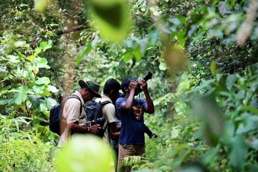 Birdwatching in Sinharaja Rainforest