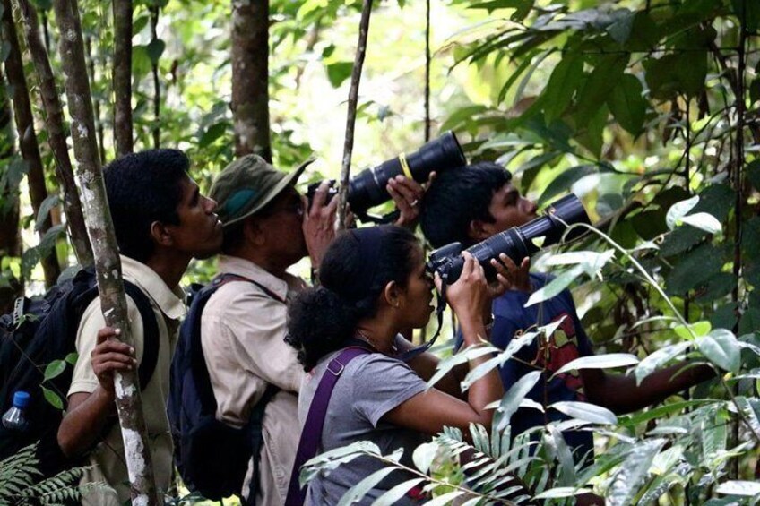 Birdwatching in Sinharaja Rainforest