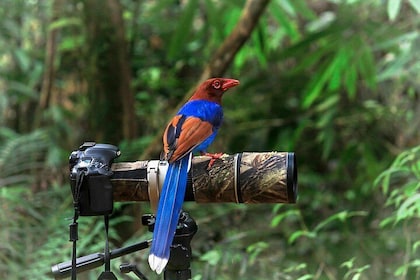 Birdwatching from Sinharaja Rainforest