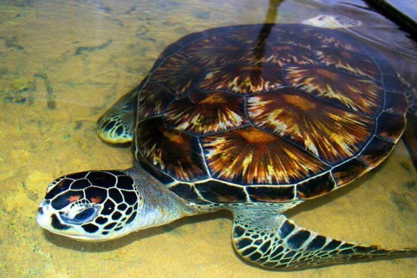 Galle Day Tour from Colombo or Negombo by Private Car , Van with Driver