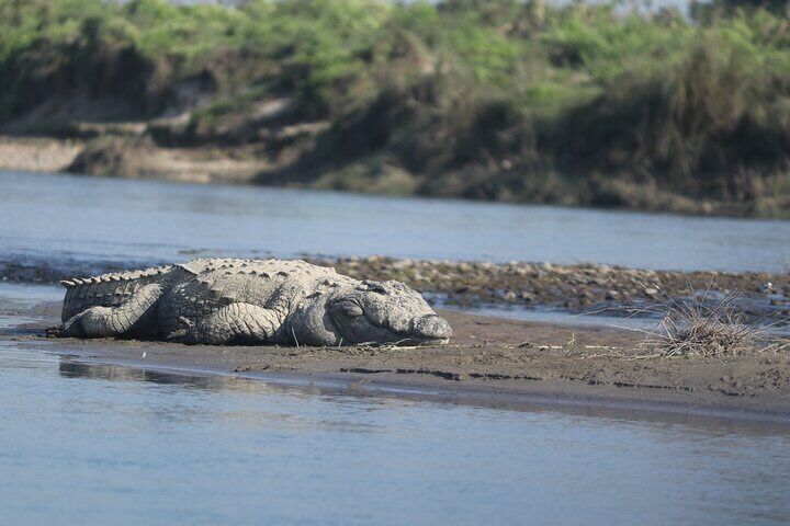 Marsh mugger crocodile.
