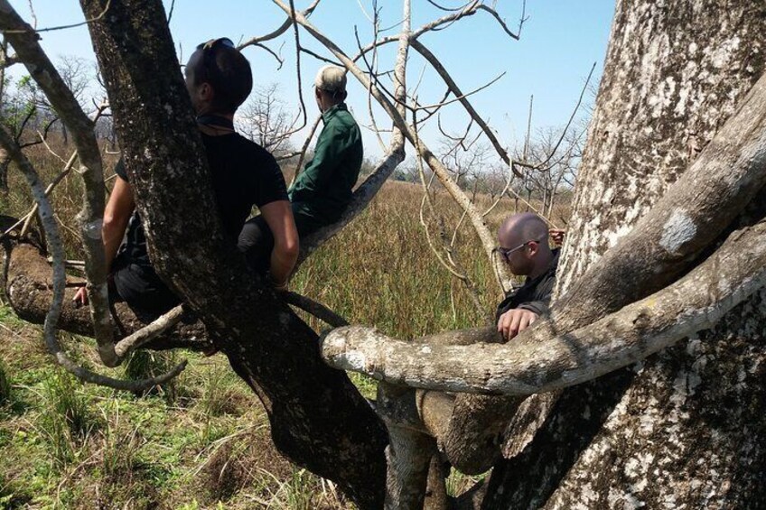 Watching rhinoceros from the tree.