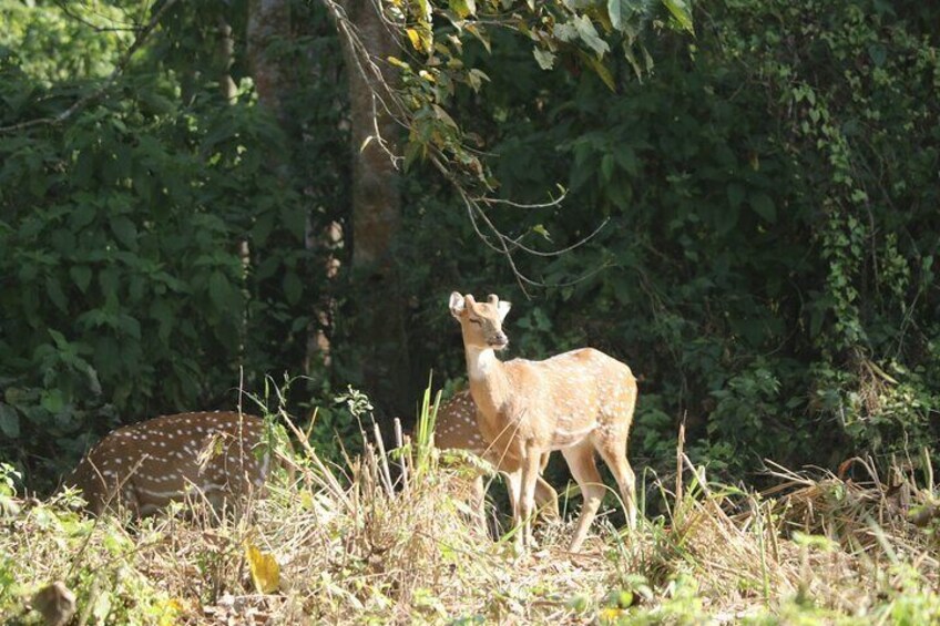 Spotted Deer.