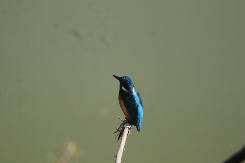 Common Kingfisher.