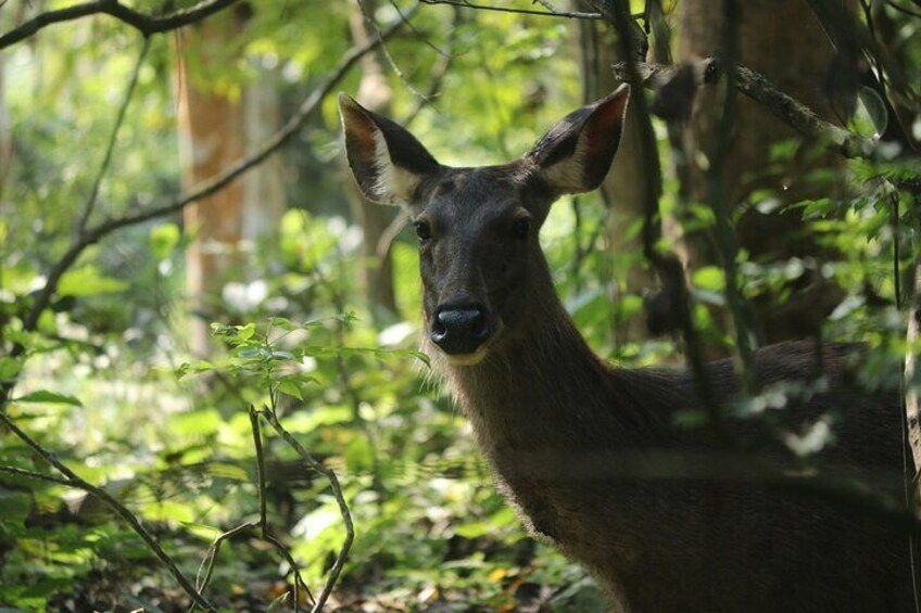 Sambar Deer.