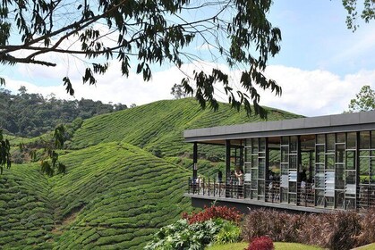Cameron Highlands Day Tour From Kuala Lumpur (Private Tour)