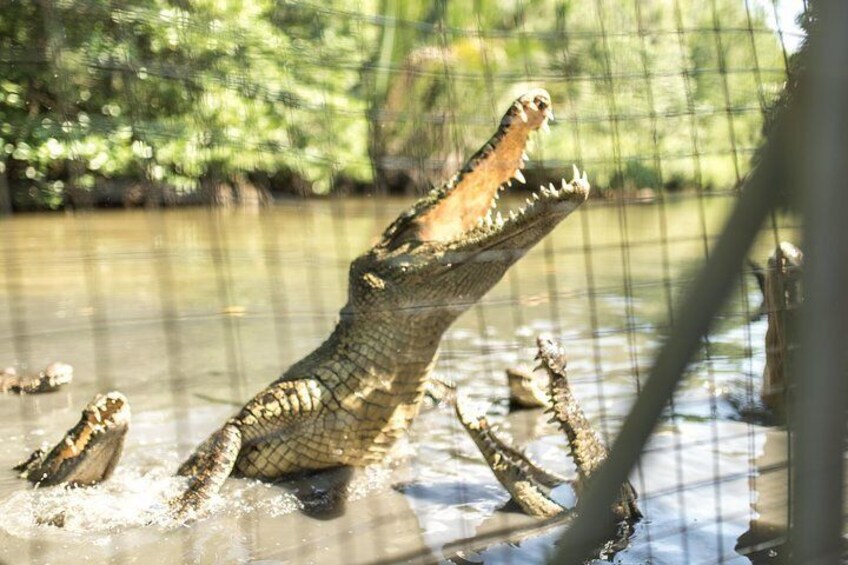 Crocodile Lake