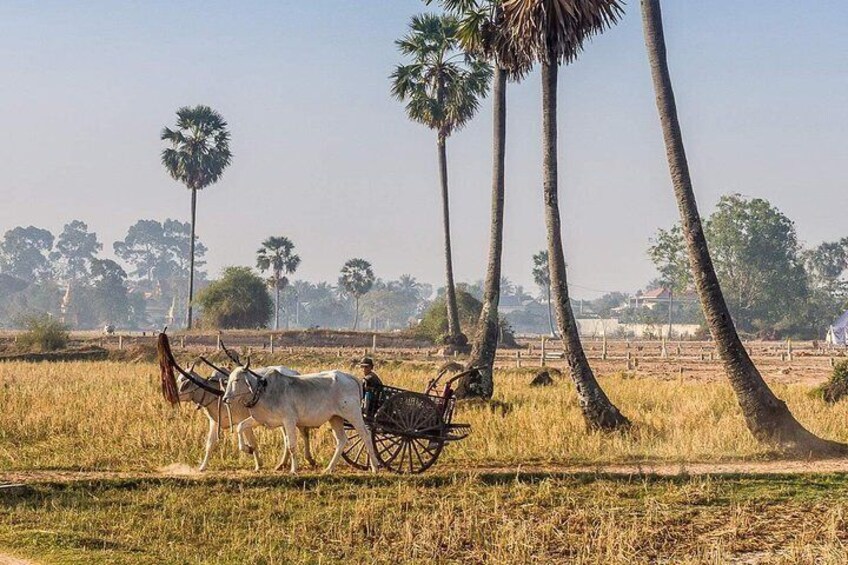 Countryside