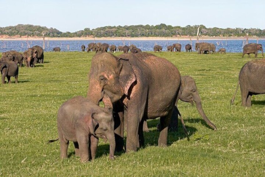 Minneriya National Park Elephants