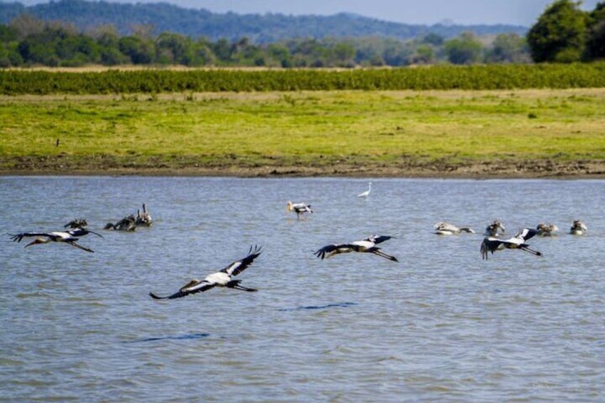 Minneriya National Park 