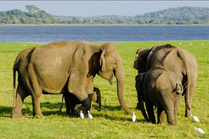 Minneriya National Park 