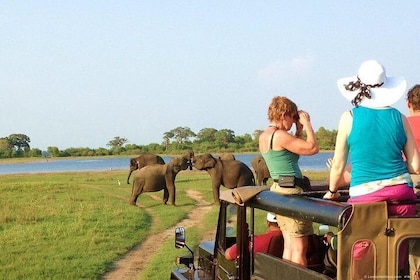 Polonnaruwa Ancient City and Wildlife Safari from Colombo